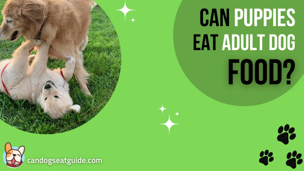 can-puppies-eat-adult-dog-food-no-but-yes-2023